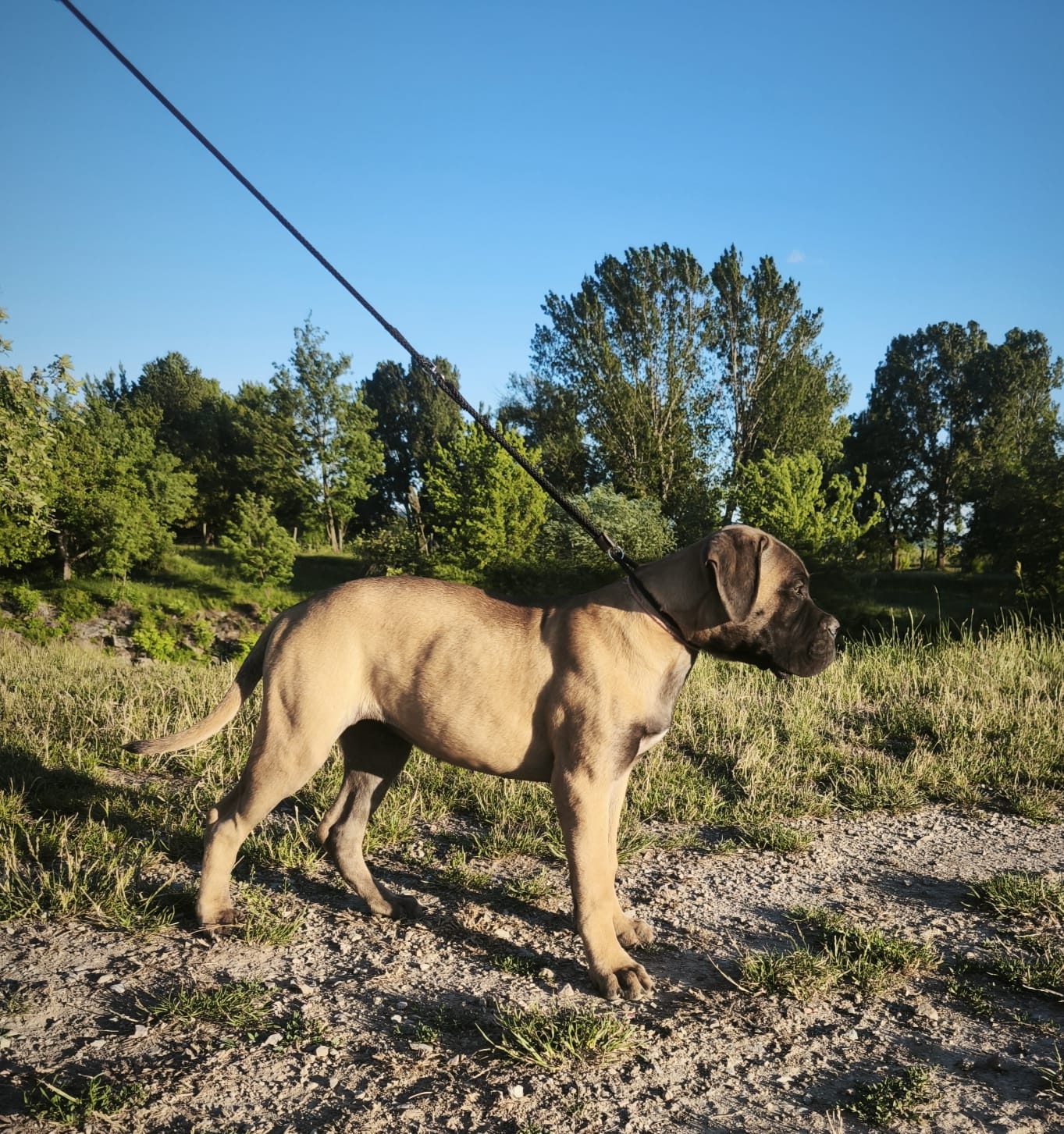 Bulmastif s PP/ Bullmastif/ Bulmastiff - 3