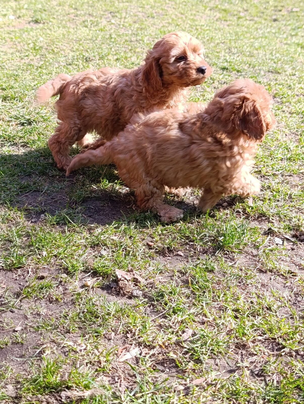 Cavapoo szczenięta - 3