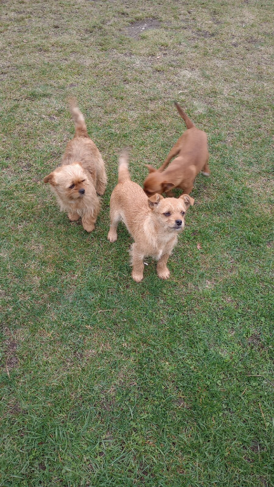 Mały pies do wydania - 3