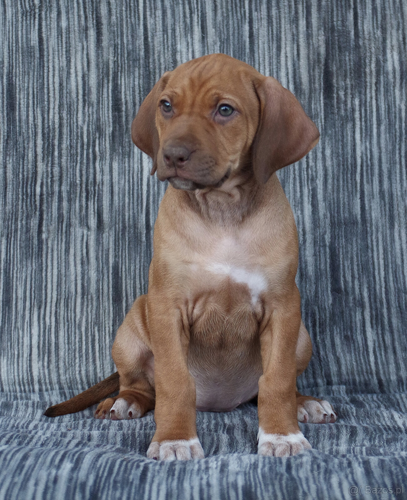 Rhodéský Ridgeback s PP FCI szczeniak pies/suka - 3