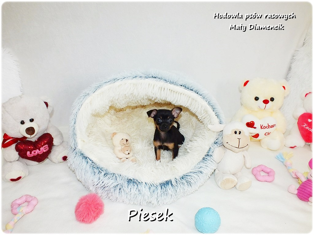 Pinczer miniaturowy- Ratlerek /tzw.sarenka, MINI Piesek nr2 - 3