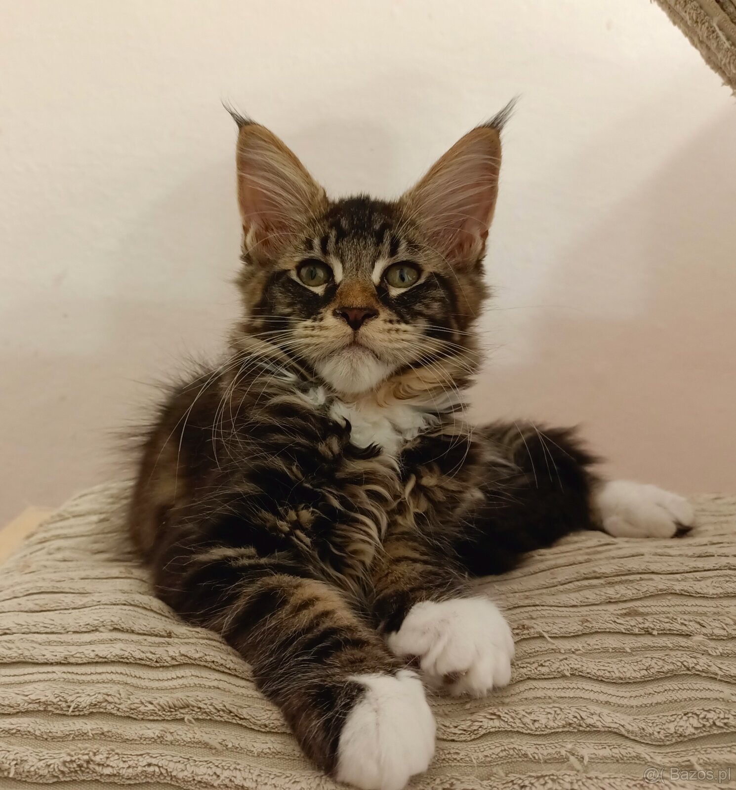Kochane kociaczki Maine coon - 3