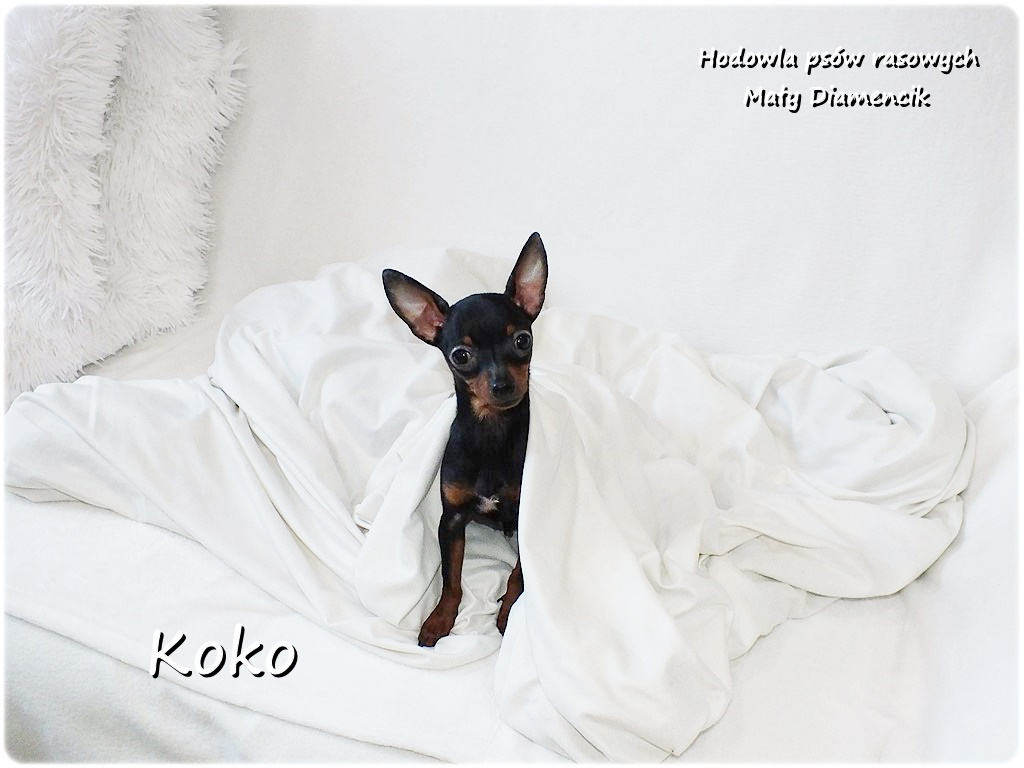 Ultra MINI Sunia KOKO Pinczer miniaturowy ( Ratlerek ) - 3