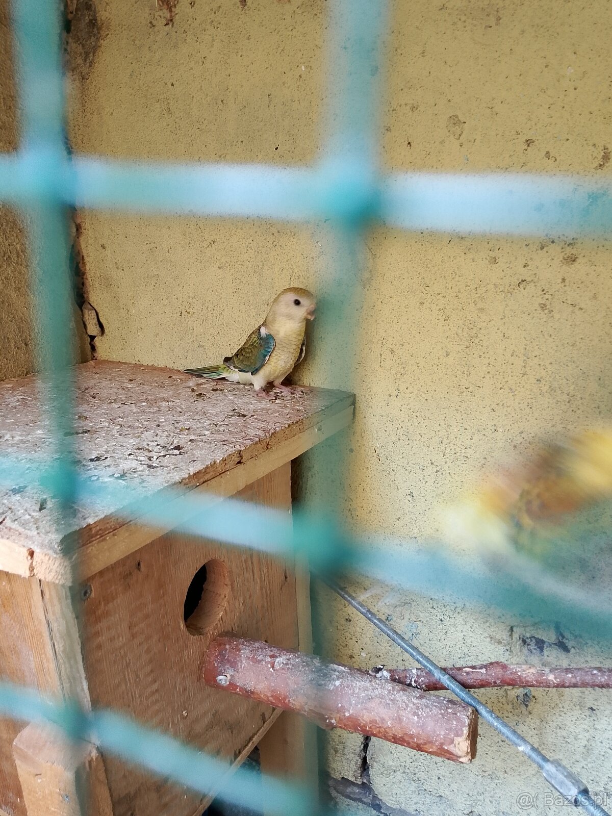 Papugi - 3