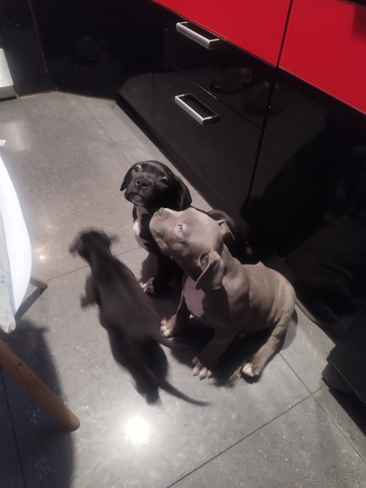 Amerykan BULI XL - 3