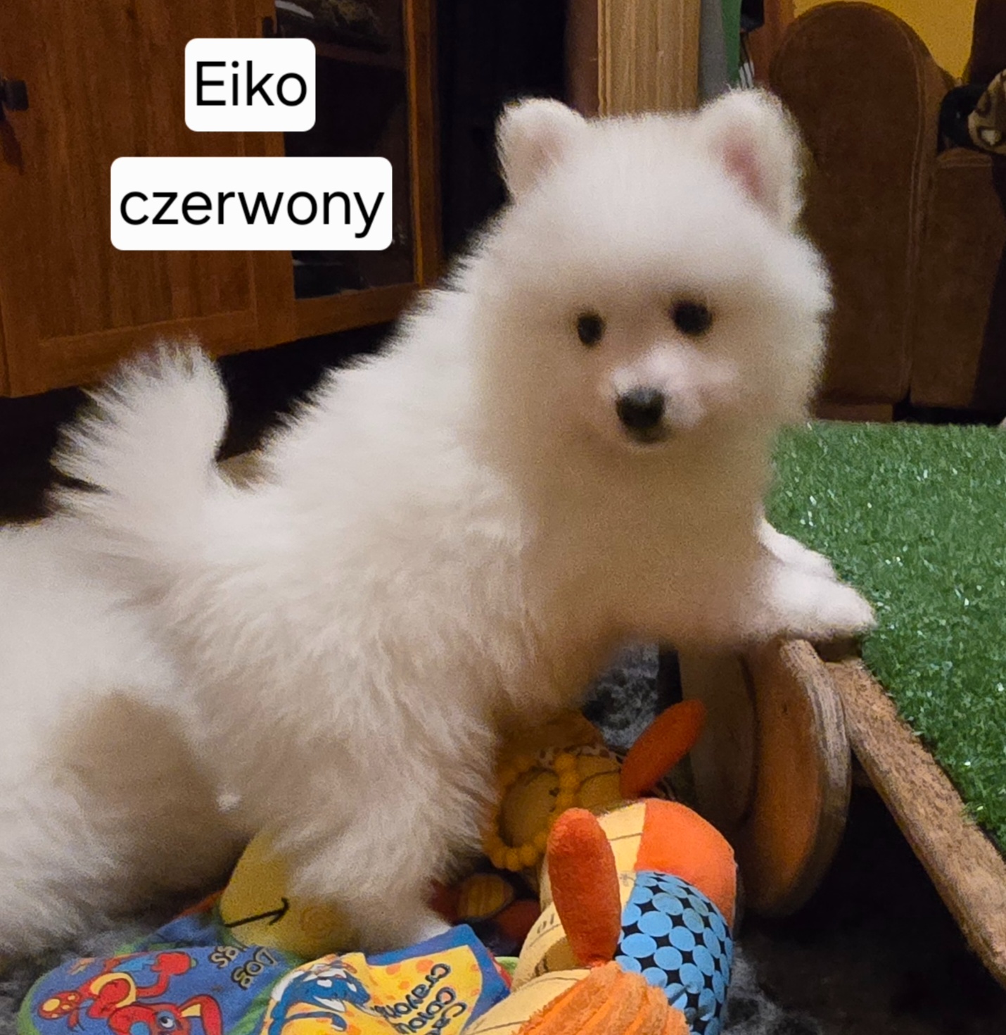 Szpic japoʼnski - 3