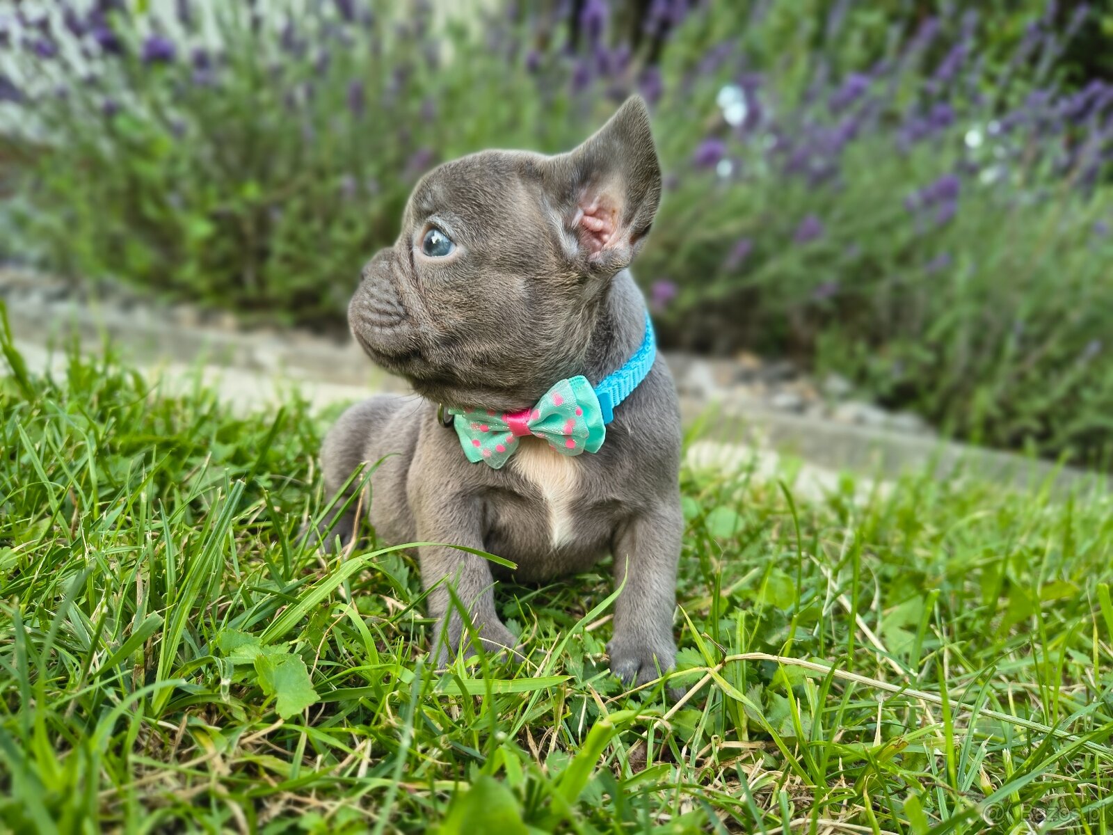 Buldog francuski - 3