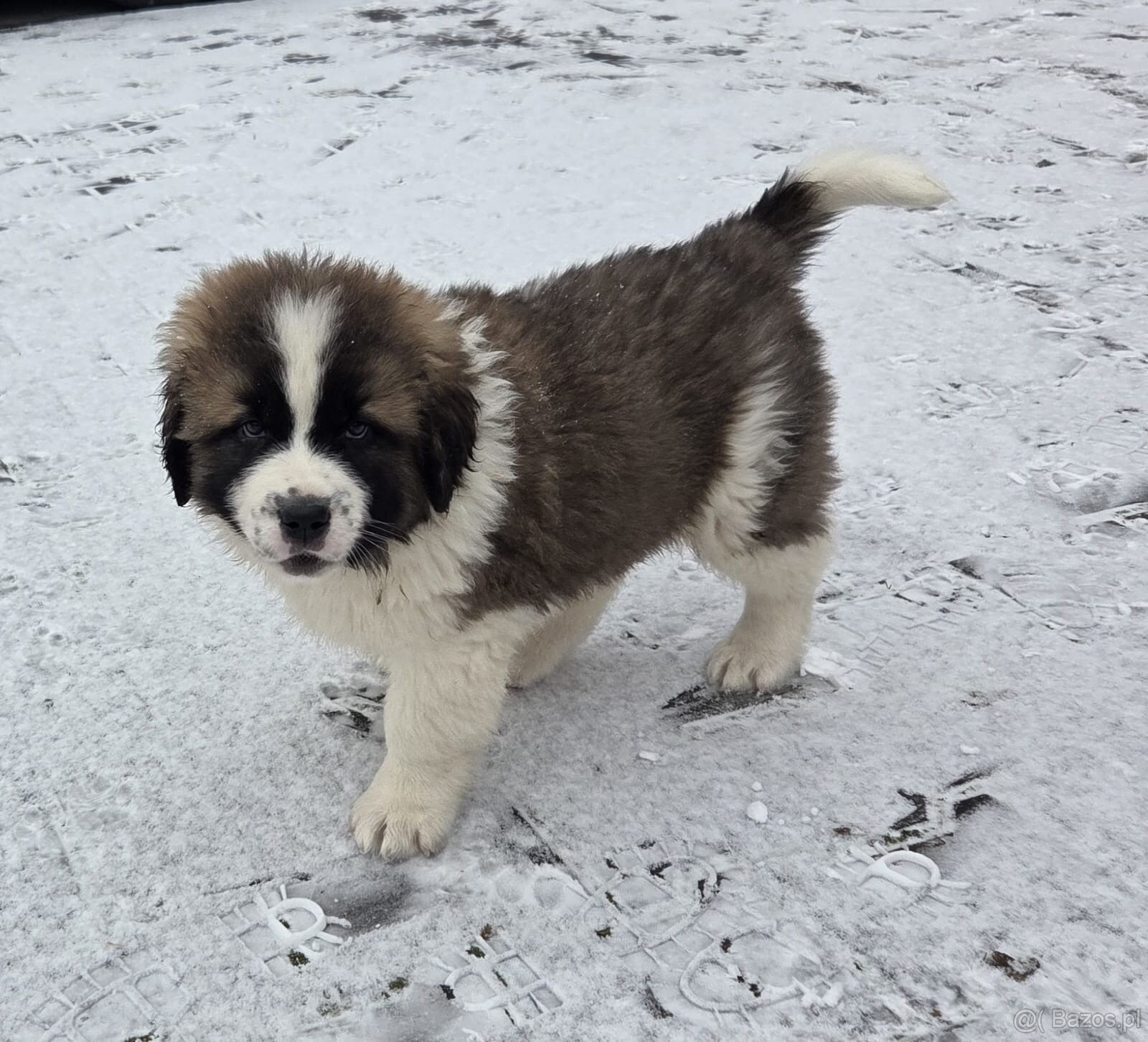 Moskiewski Pies Strozujacy - 3