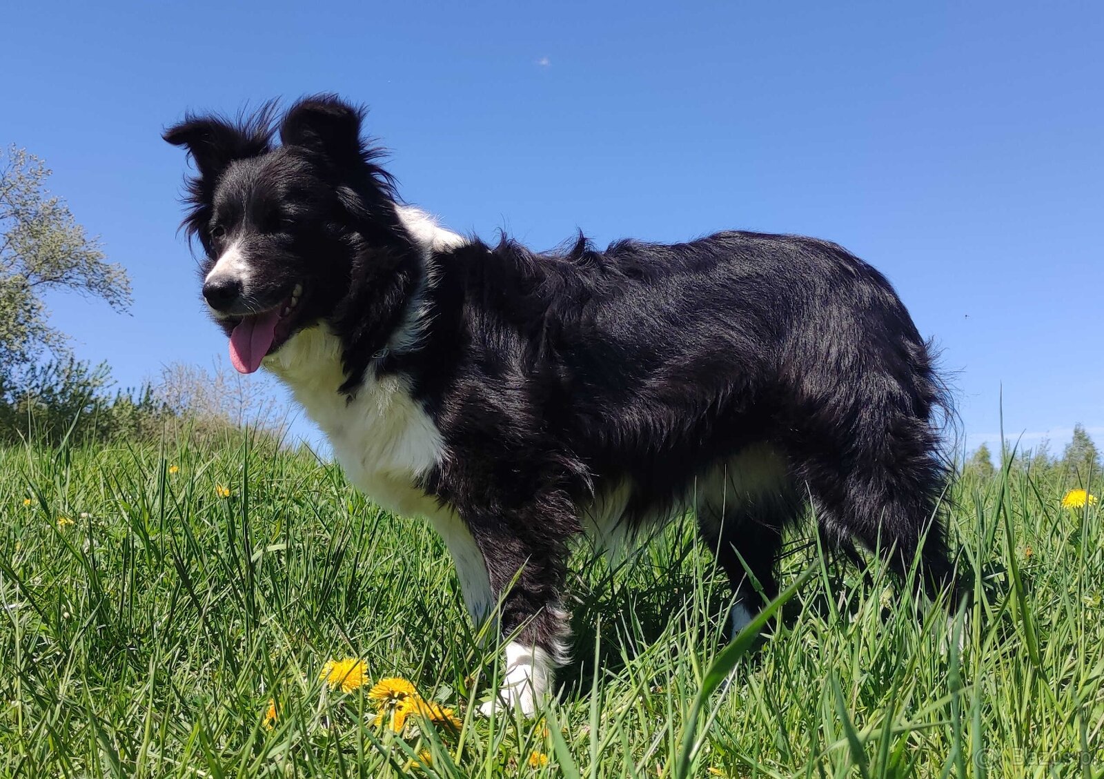 Przepiękna suczka BORDER COLLIE - dokumenty hod, badania rod - 3