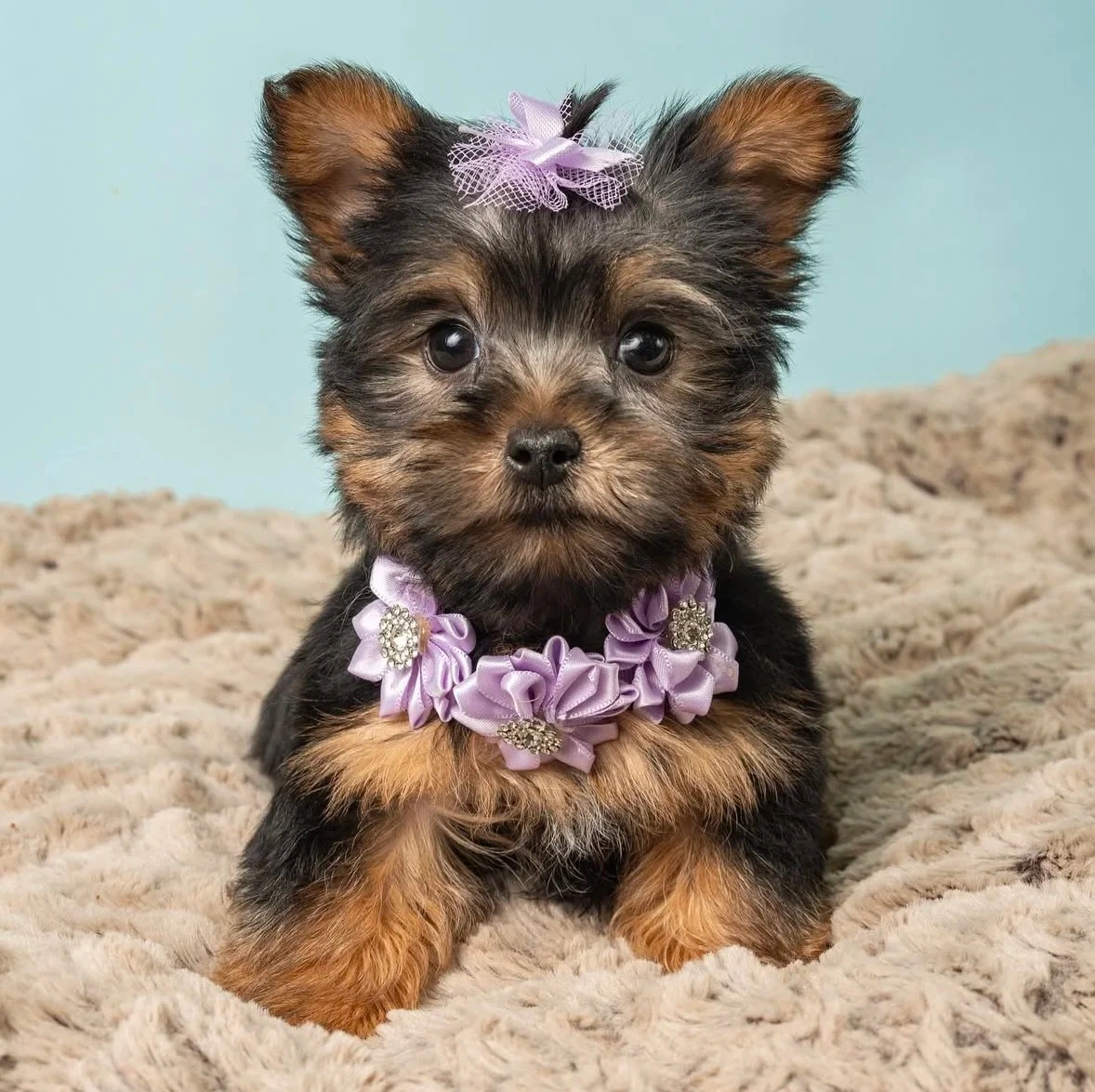 Urocze szczenięta rasy yorkshire terrier - 3
