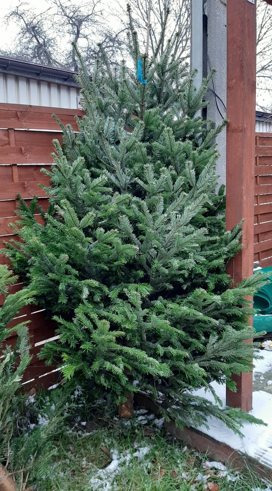 Choinka żywa jodła świerk cięte i w donicy choinki DOWÓZ - 3