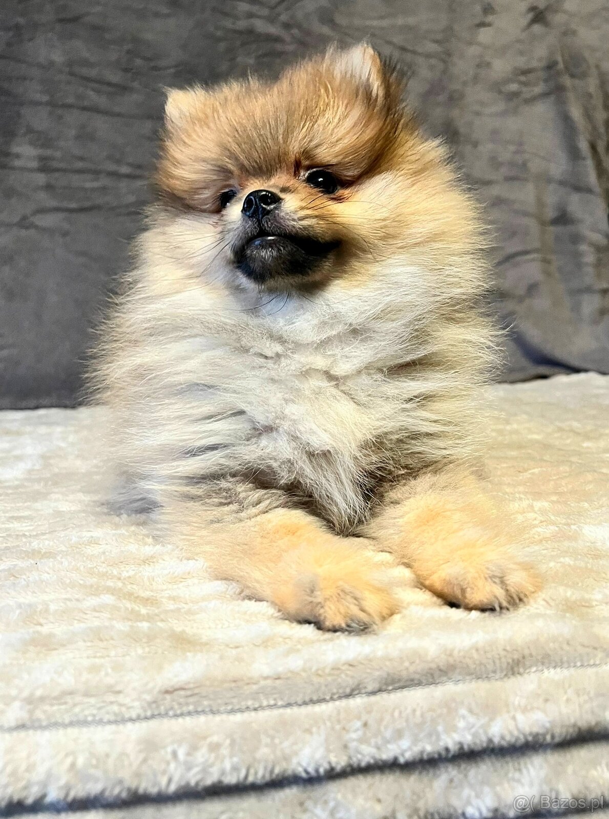 Szpic miniaturowy, Pomeranian - ORANGE - 3