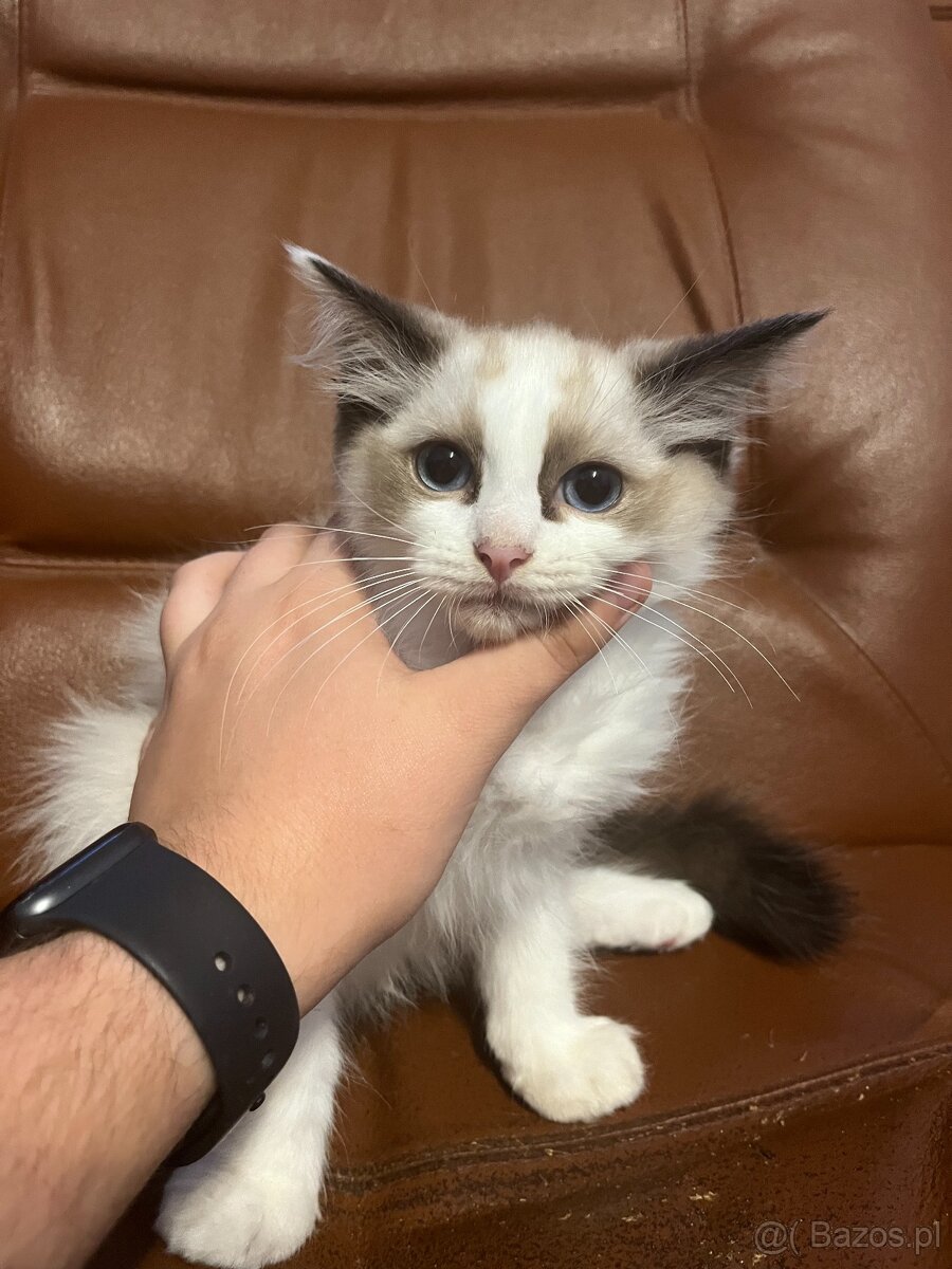 OKAZJA-cudowna kicia szynkretka tzw.Europejka ODDAM za DARMO - 3