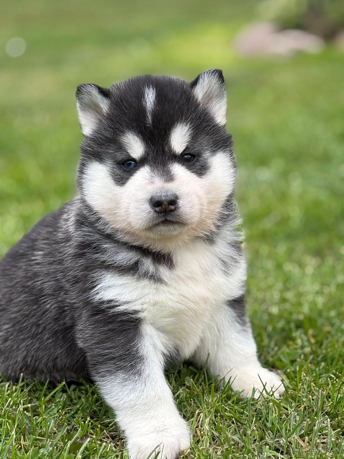 Siberian Husky ZKwP, piesek husky różnooki FCI - 3