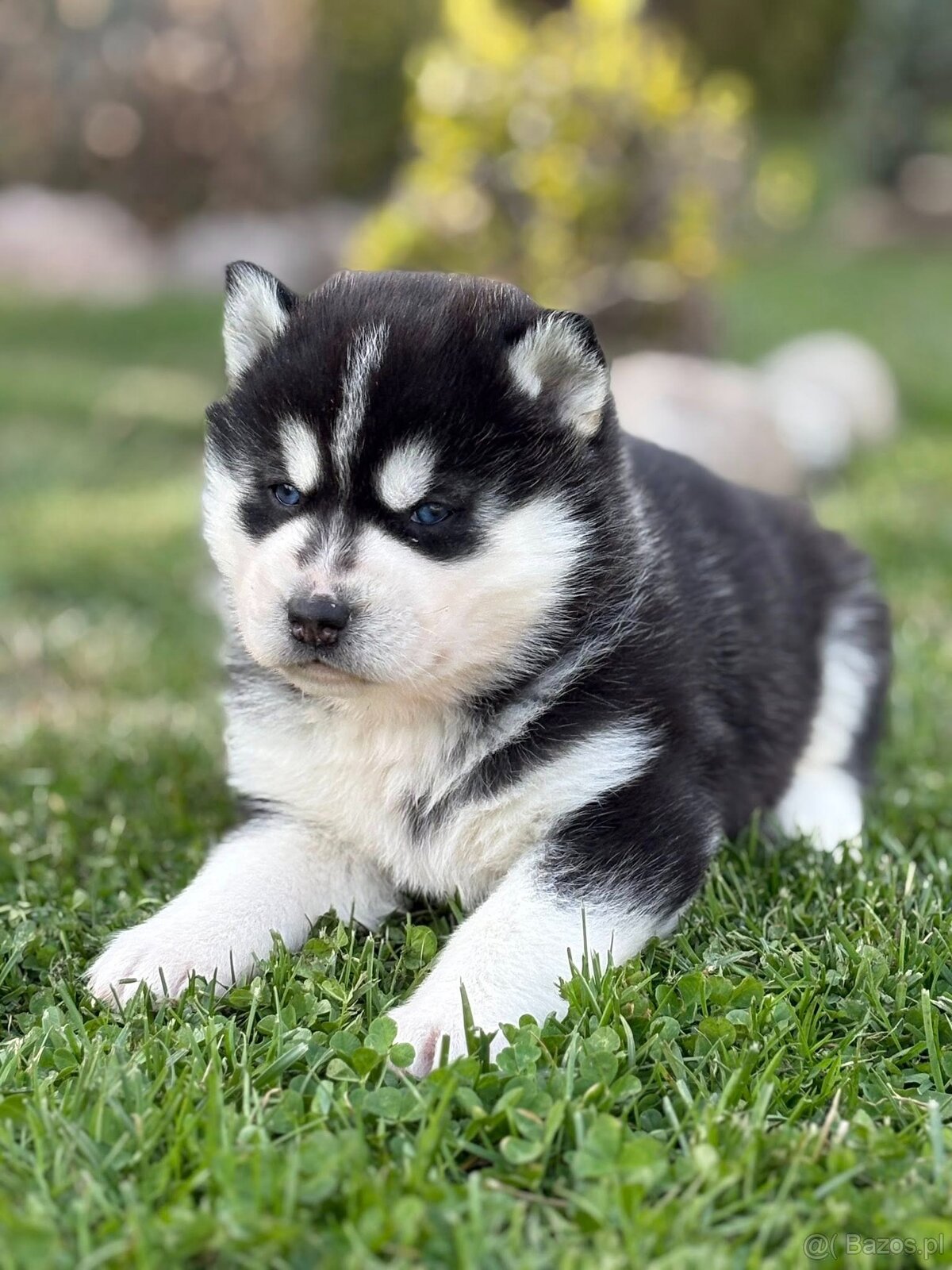 Siberian Husky ZKwP, suczka husky niebieskooka FCI - 3