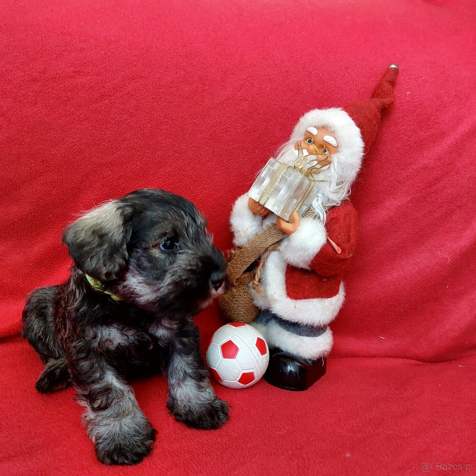 Schnauzer miniaturny p+s - 3