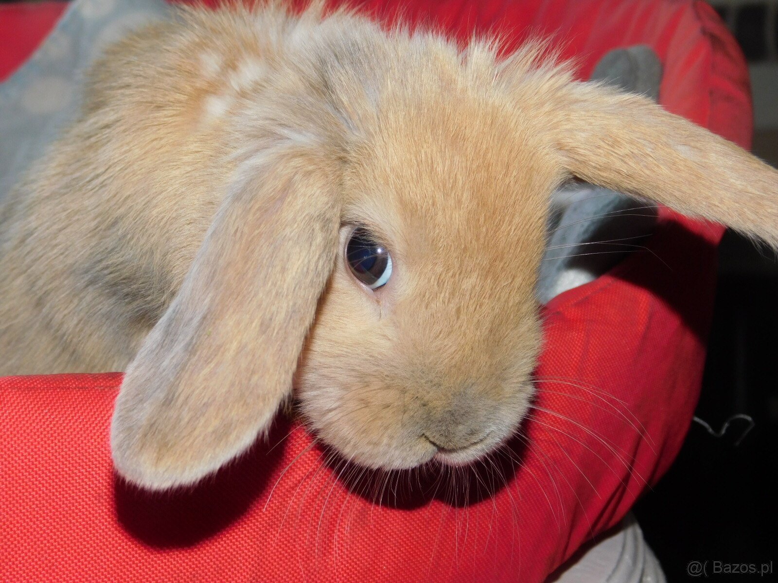 Cudne baranki mini lop - 3