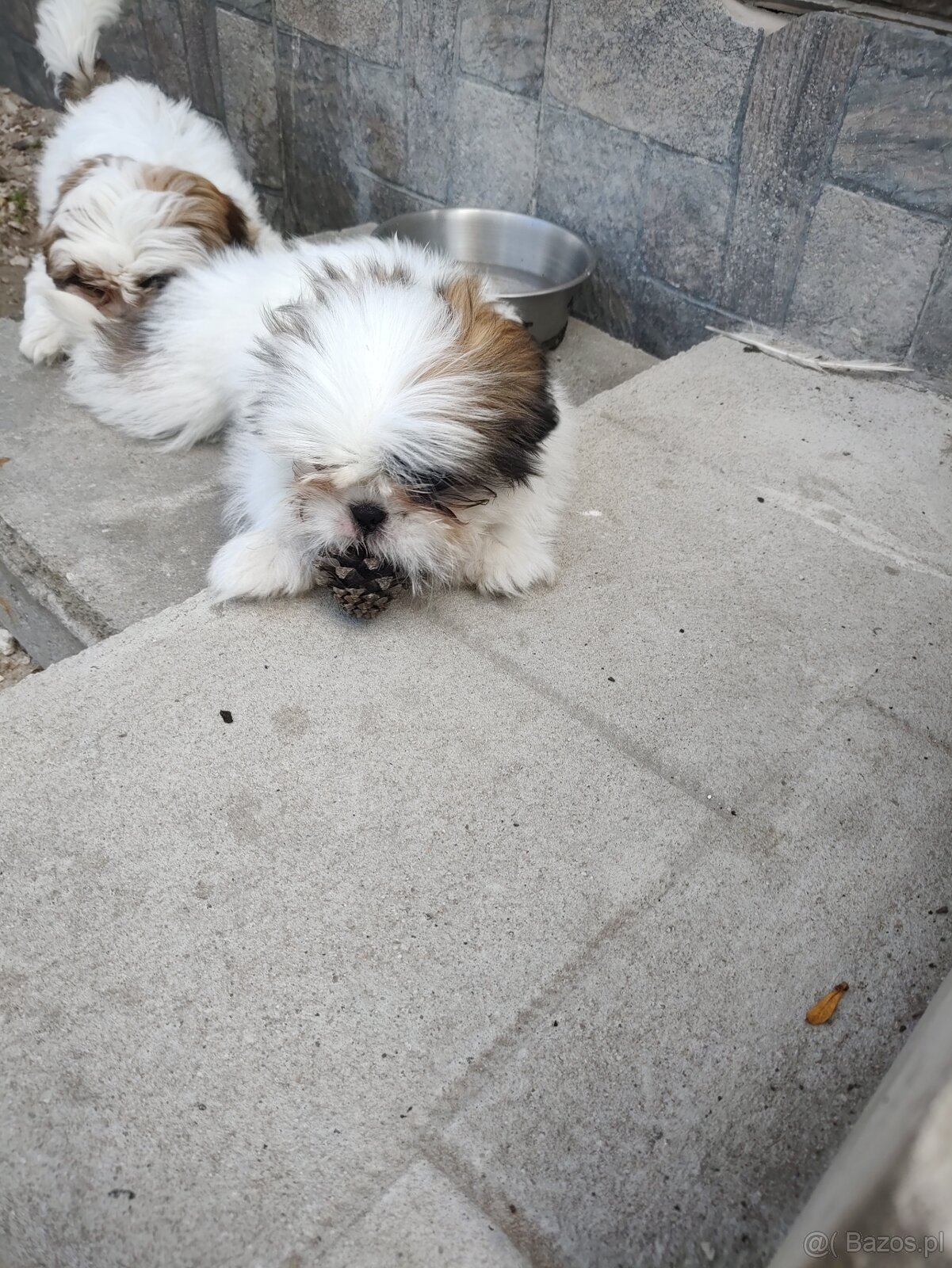 Suczka mieszaniec pekinczyk -shih tzu - 3