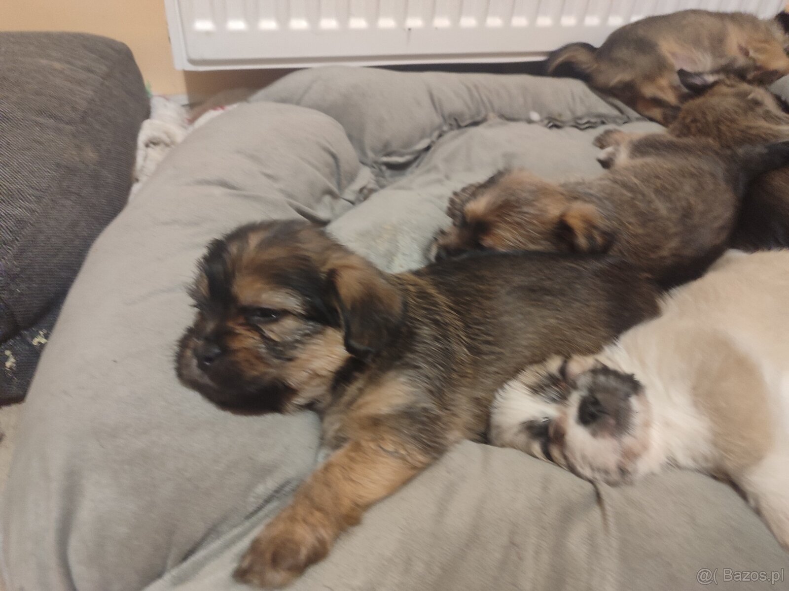 Śliczne suczki i pieski - 3