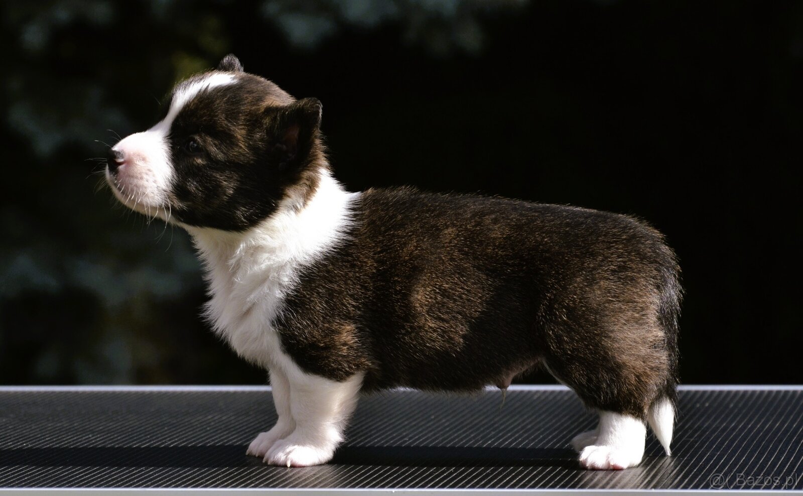 Welsh Corgi Cardigan ZKwP/FCI - 3