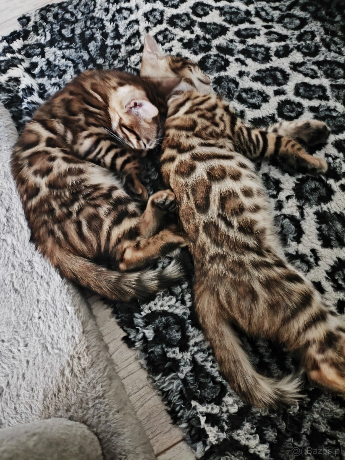 Kocięta bengalskie - 3