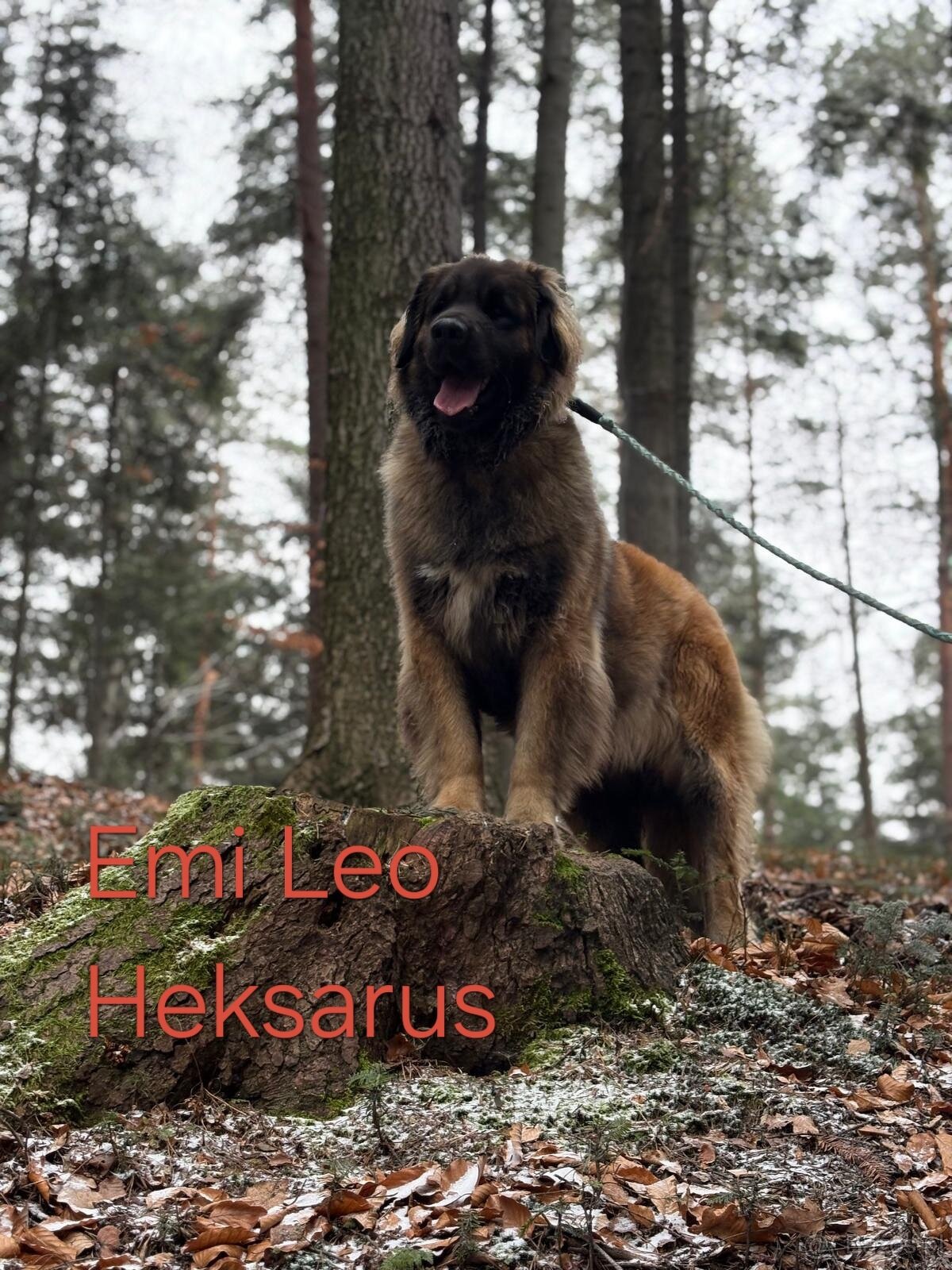 Leonberger suczka FCI po Championach - 3