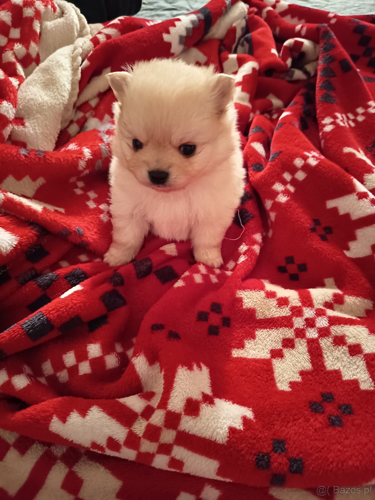 Szpic miniaturowy - 3