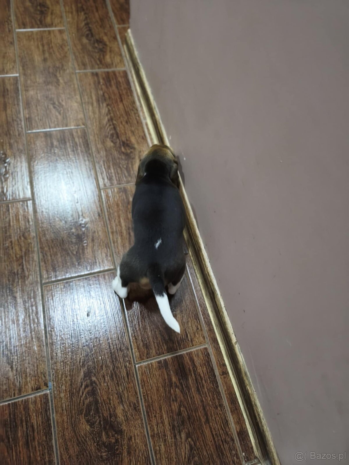 Beagle Suczka Tricolor - 3