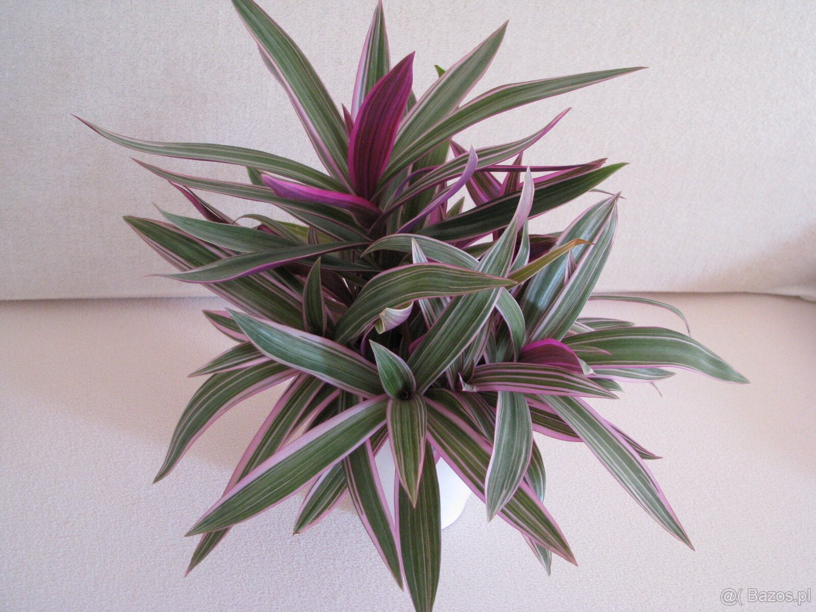 Reo meksykańskie trzykrotka tradeskancja piękna wielokolorow - 3