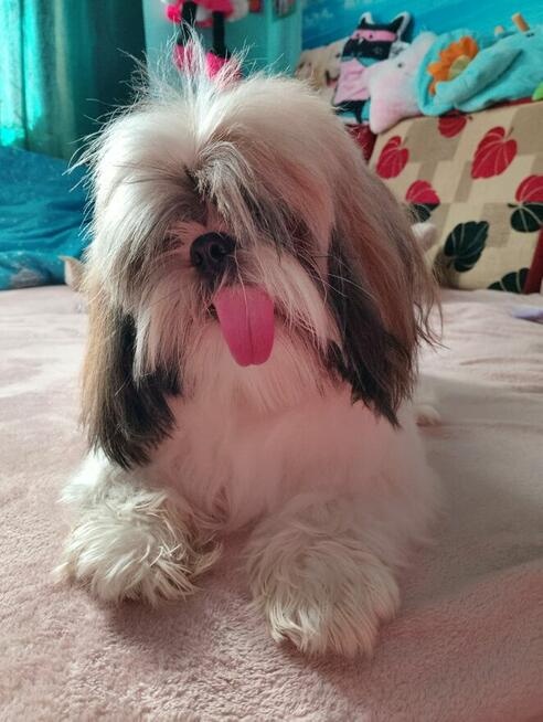 Sprzedam Psa rasy Shih tzu - 3