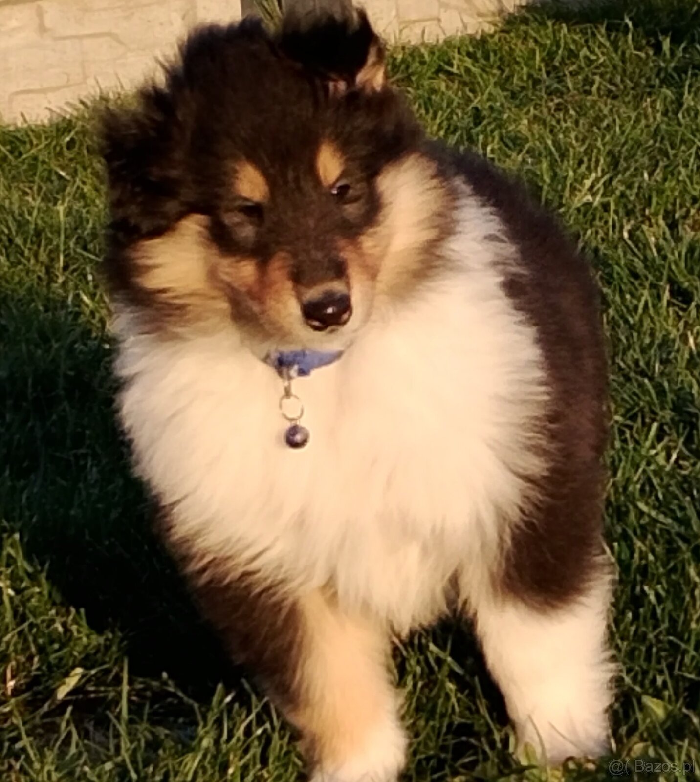 Owczarek szkocki collie długowłosy - 3