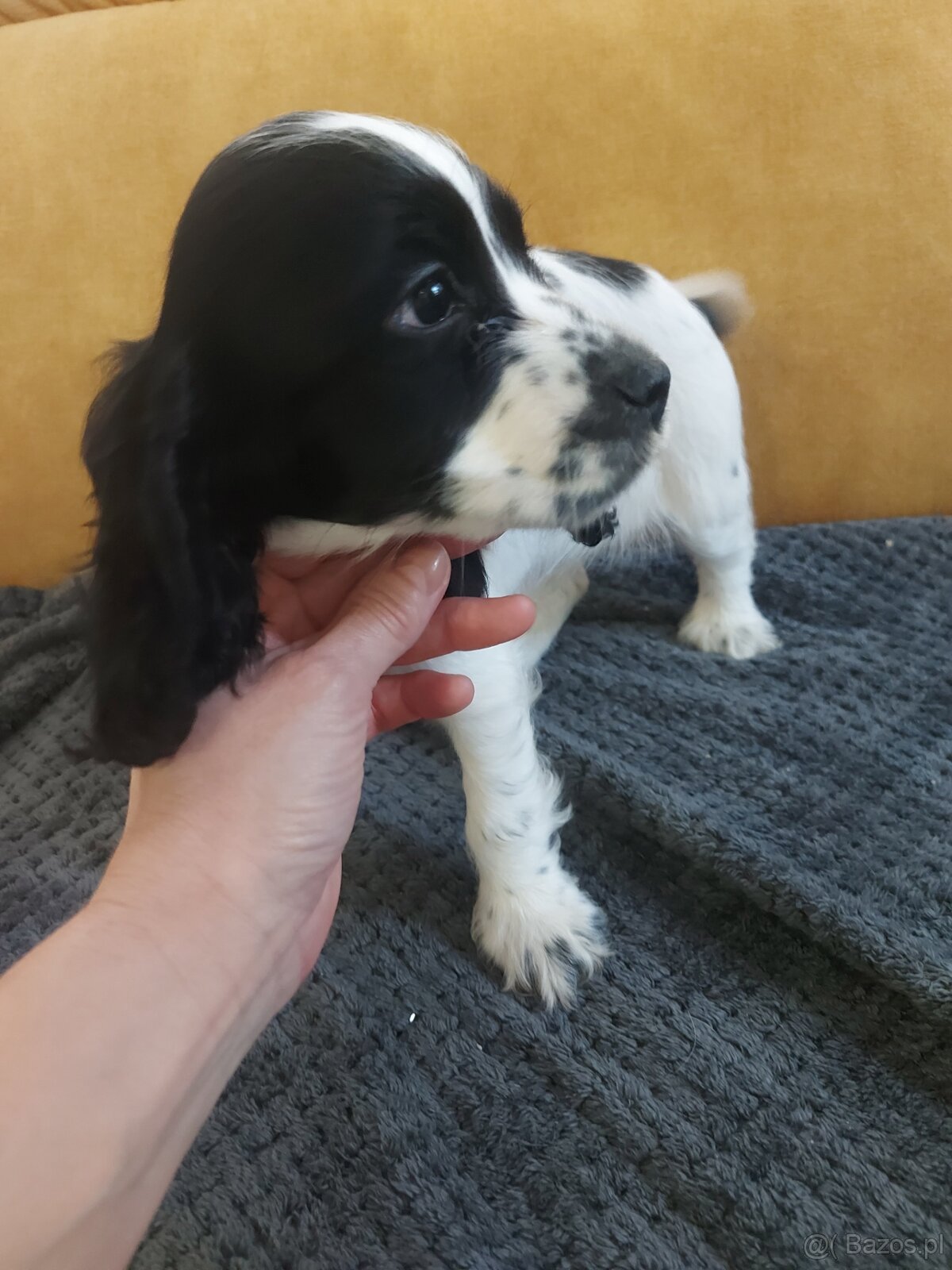 Cocker spaniel angielski - 3