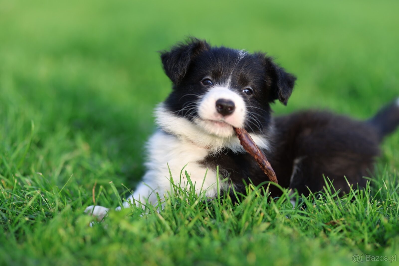 Border Collie FCI - 3