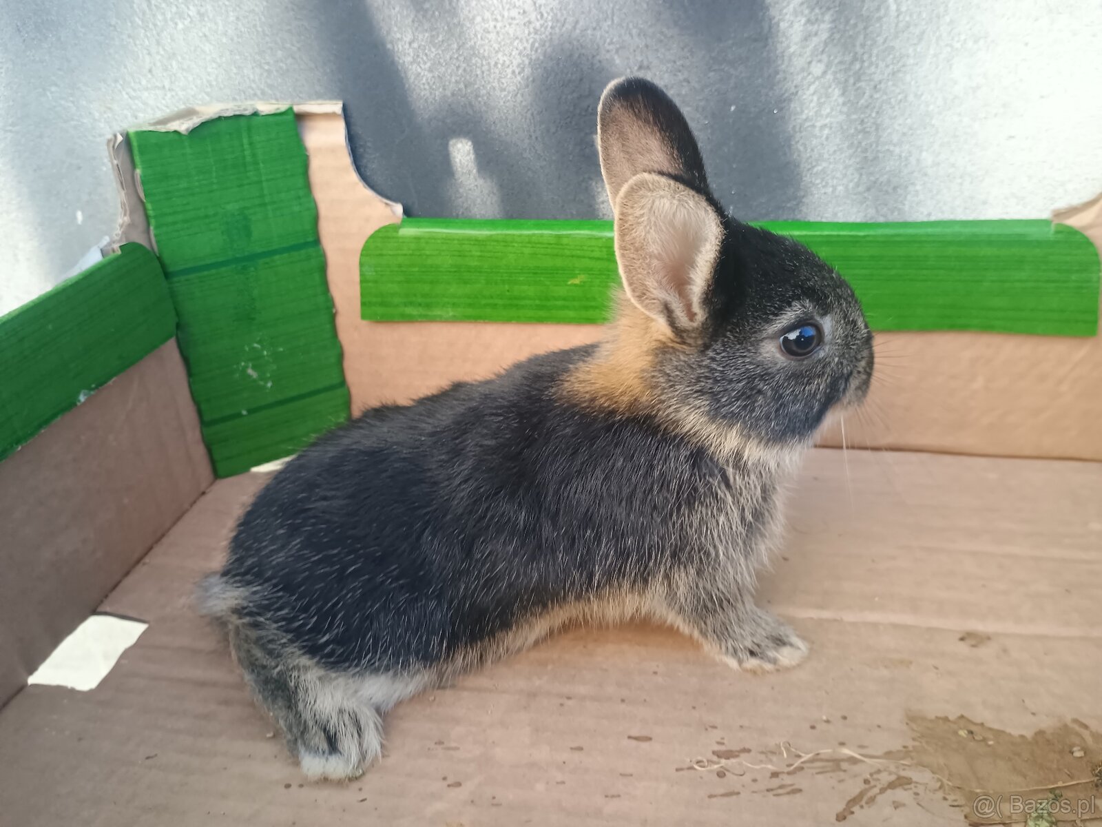 Króliki miniaturki - 3