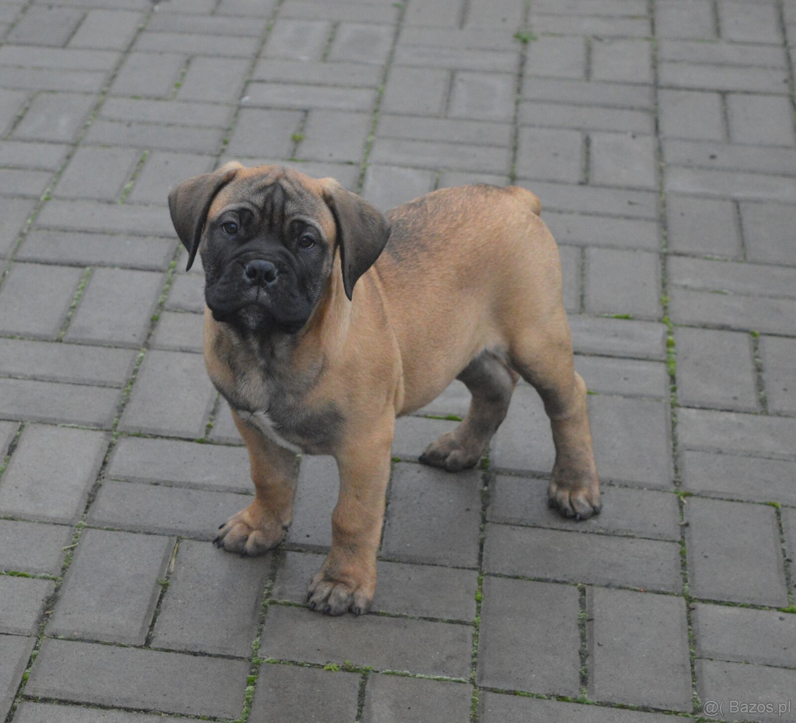 Bullmastiff, Bullmastif, Bulmastif puppies - 3