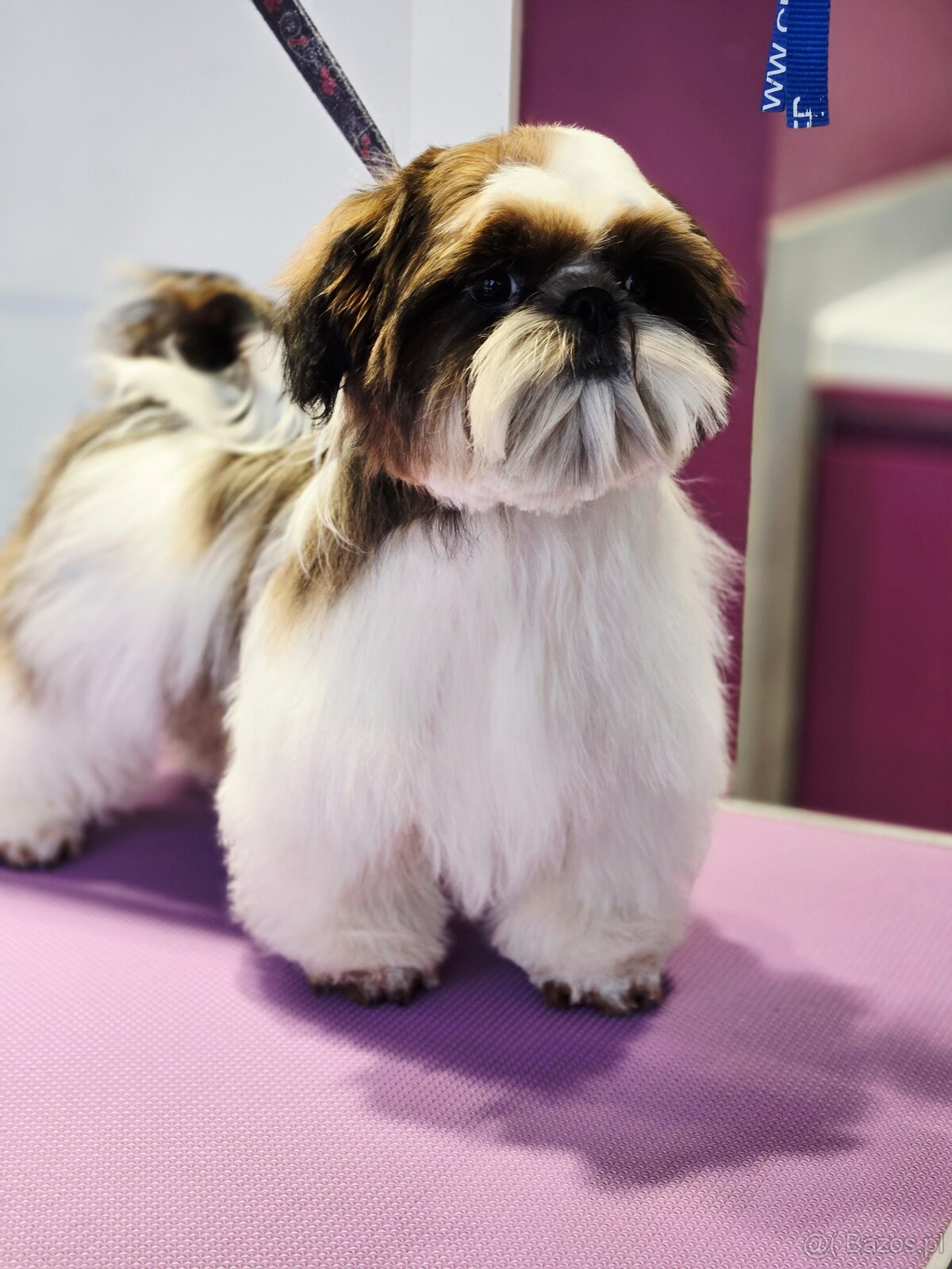 Shih tzu z rodowodem ZKwP FCI samiec Paszport - 3