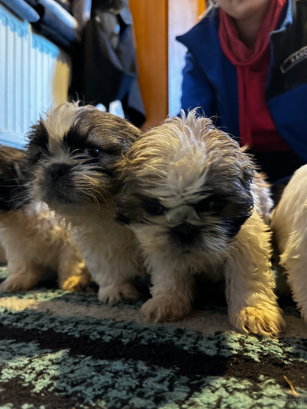 Szczeniaki Shih tzu szukają nowego domu - 3