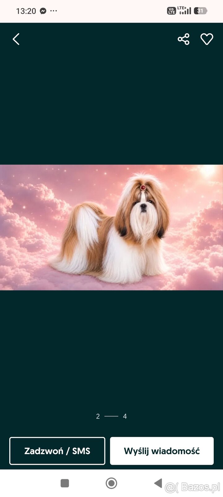 Piesek Shih Tzu - 3