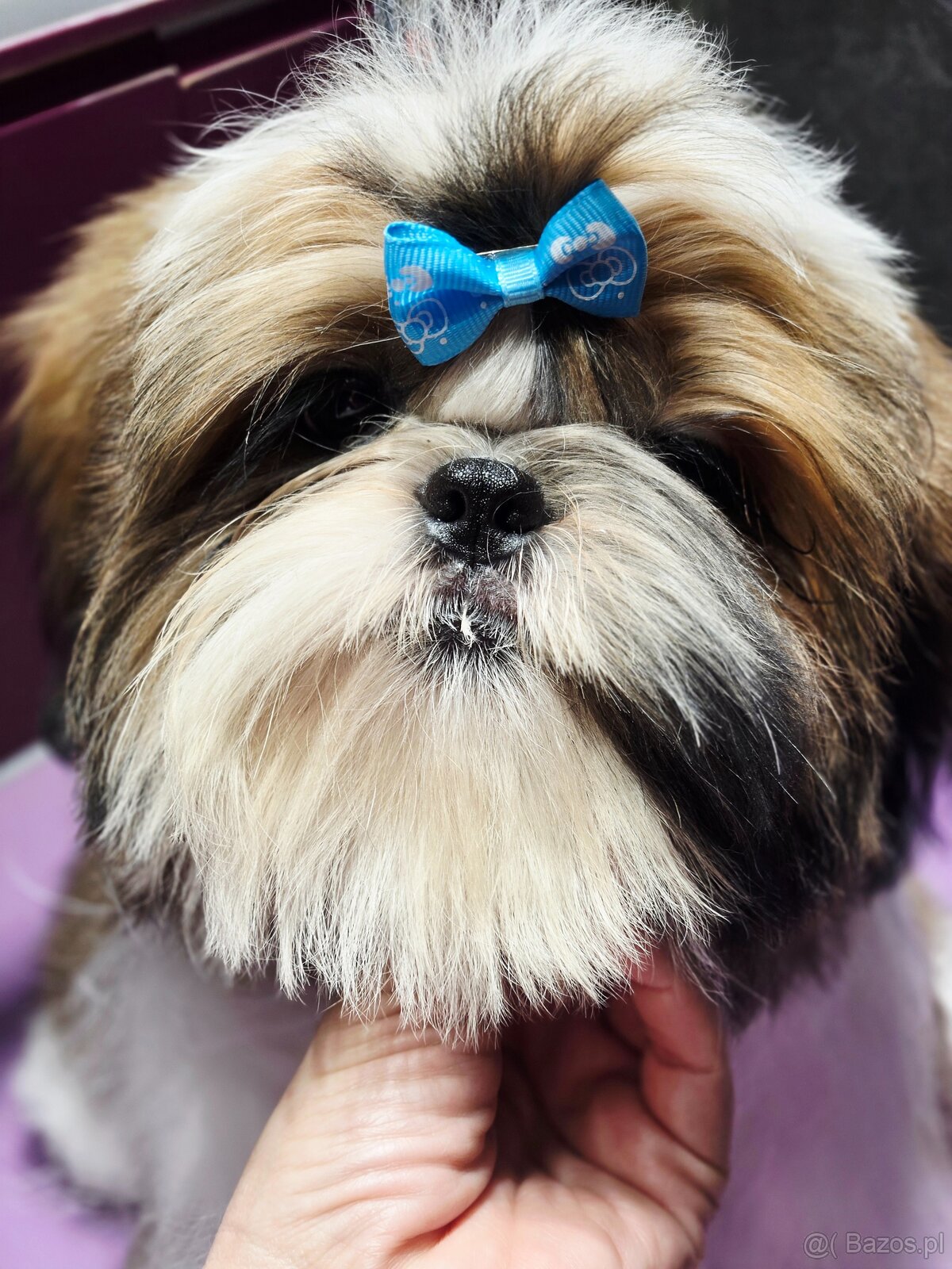 Shih tzu z rodowodem ZKwP FCI szczeniak paszport - 3