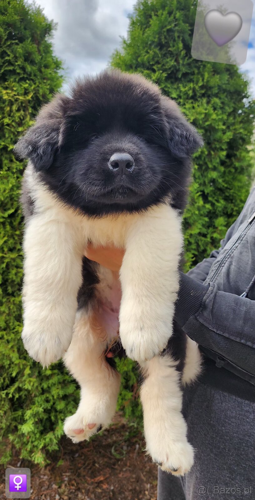 American akita - 3