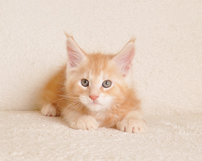 Śliczny kocurek Maine Coon PZF/WCF - LEGALNA HODOWLA - 3