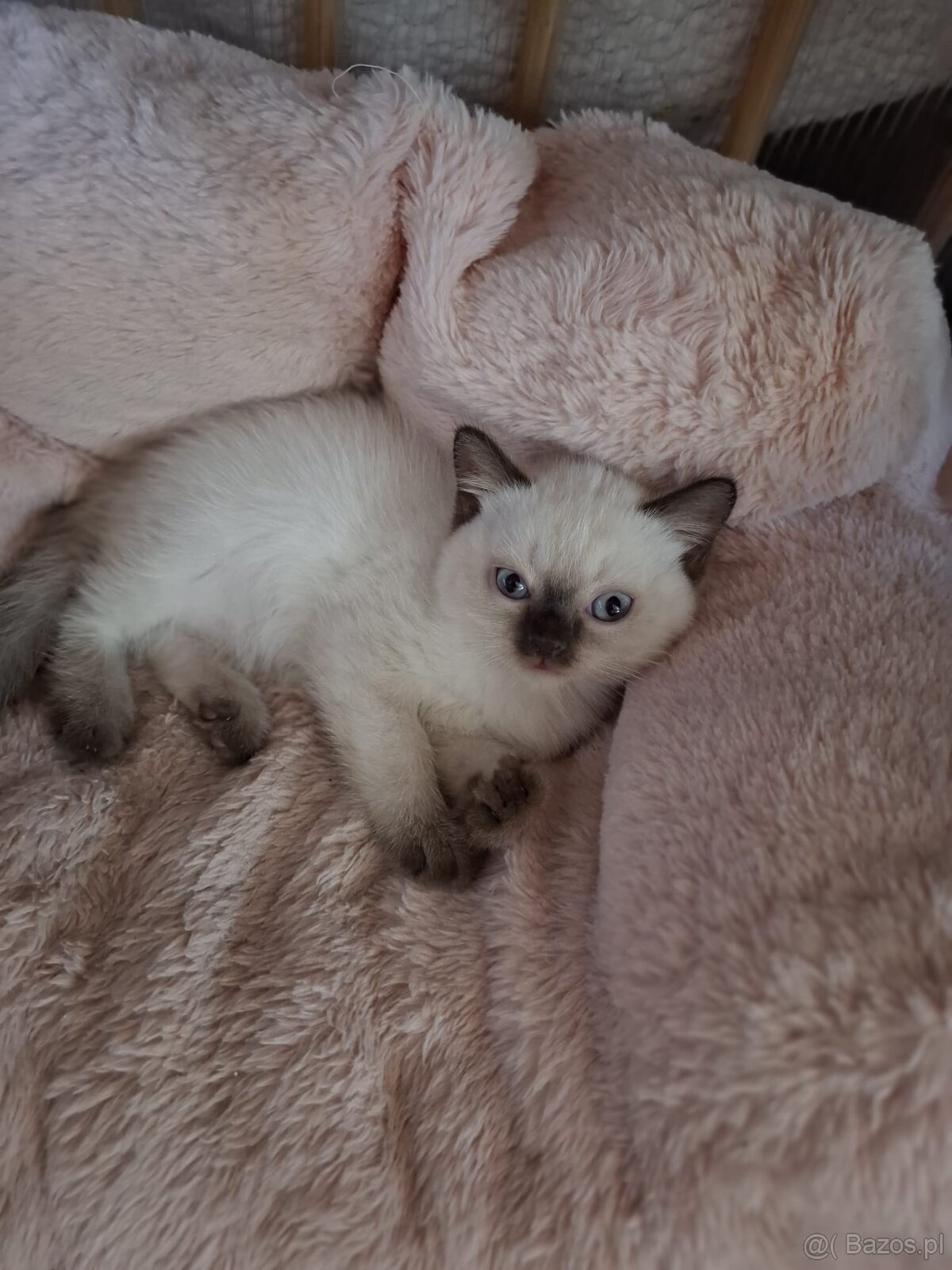 Kot Brytyjski kotek - 3