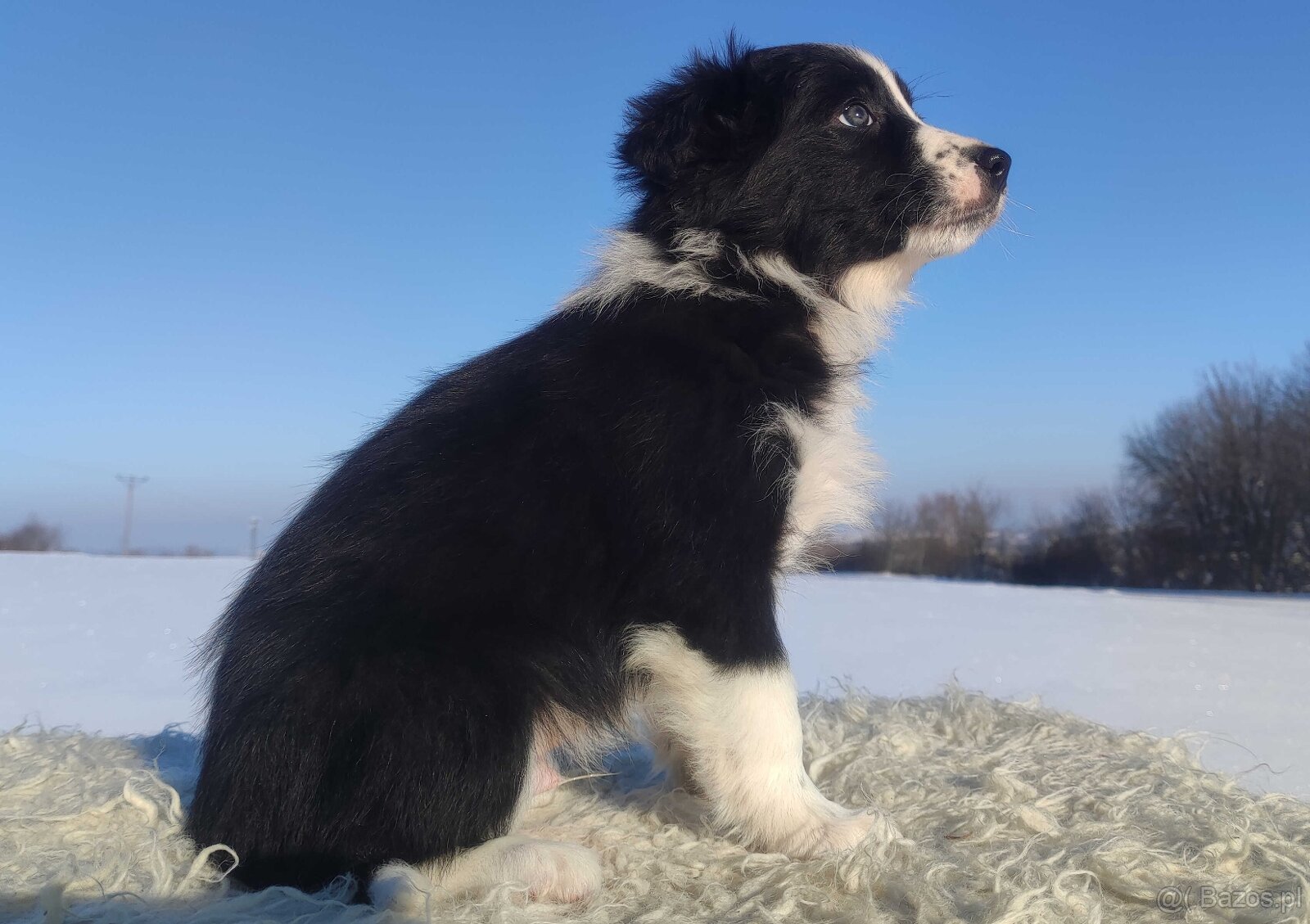 Szczeniak BORDER COLLIE z prof. Hodowli, Pies z pełną dok. - 3