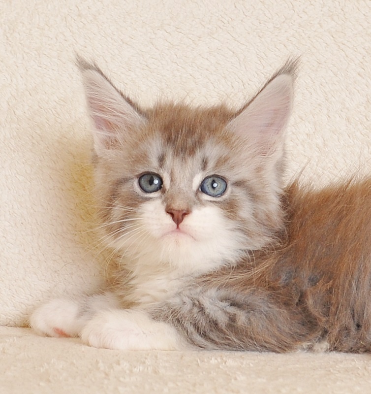 Przepiękna koteczka Maine Coon - LEGALNA HODOWLA - 3