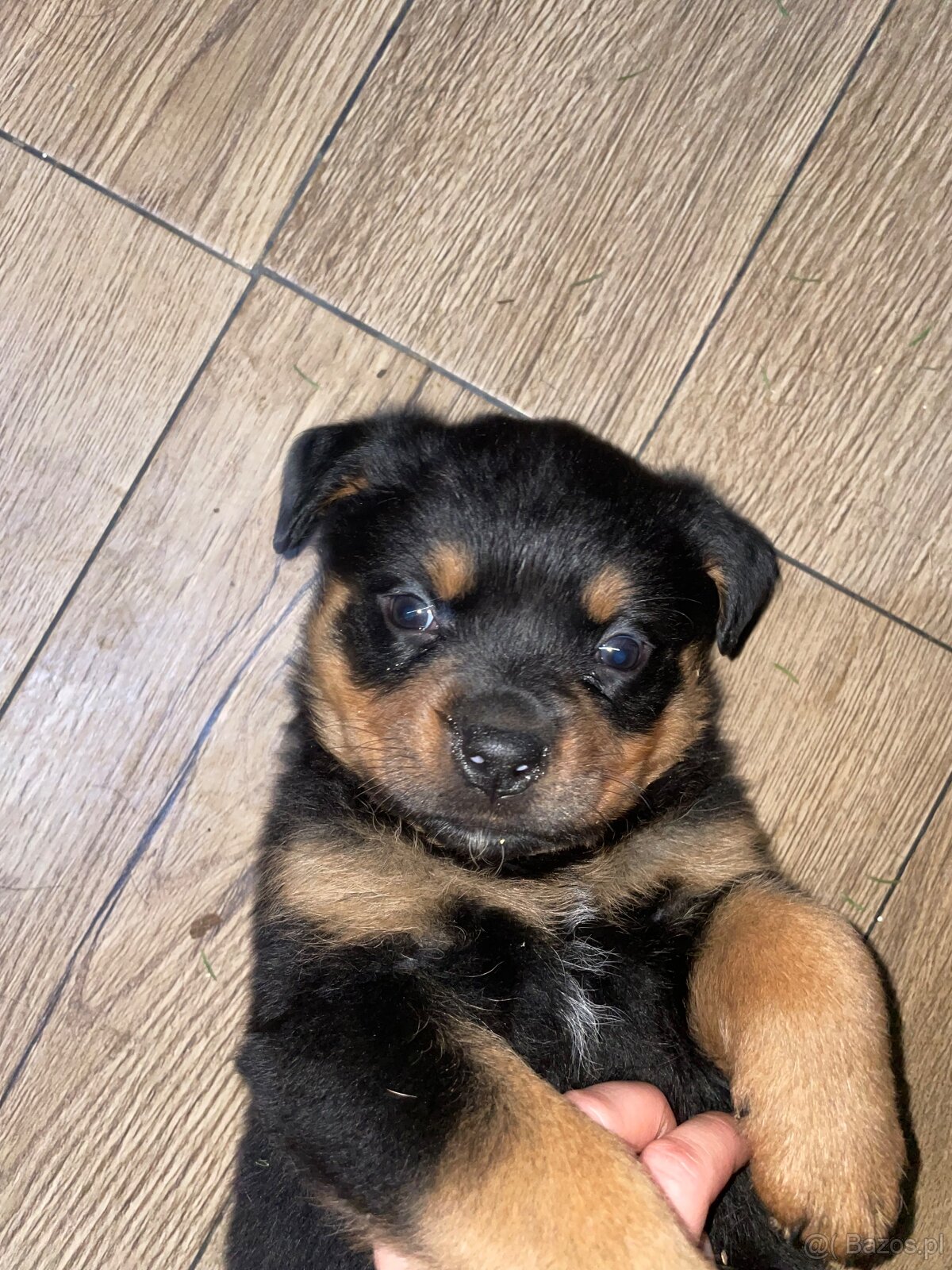 Szczeniaki Rottweiler - 3