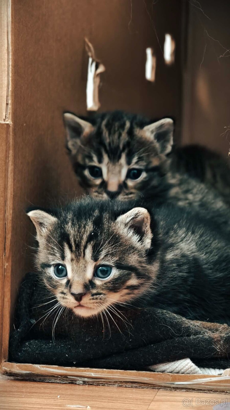 Kociaki na sprzedaż po 23 lutego. W typie norweski leśny - 3