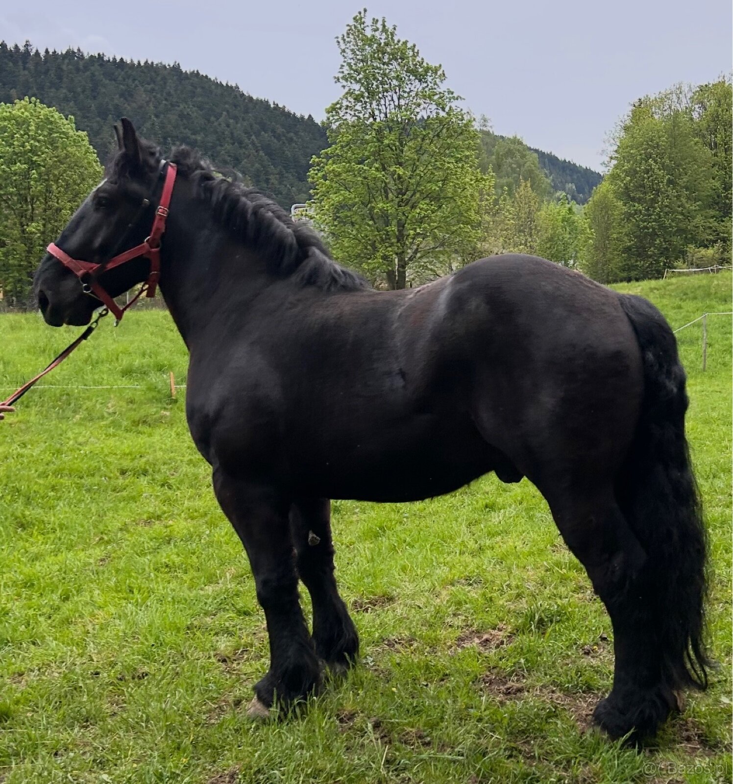 Wałach 5 lat - 3