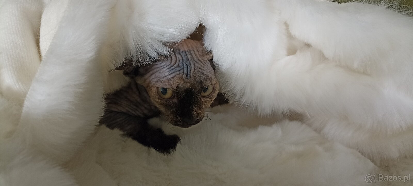 Devon rex kotki - 3