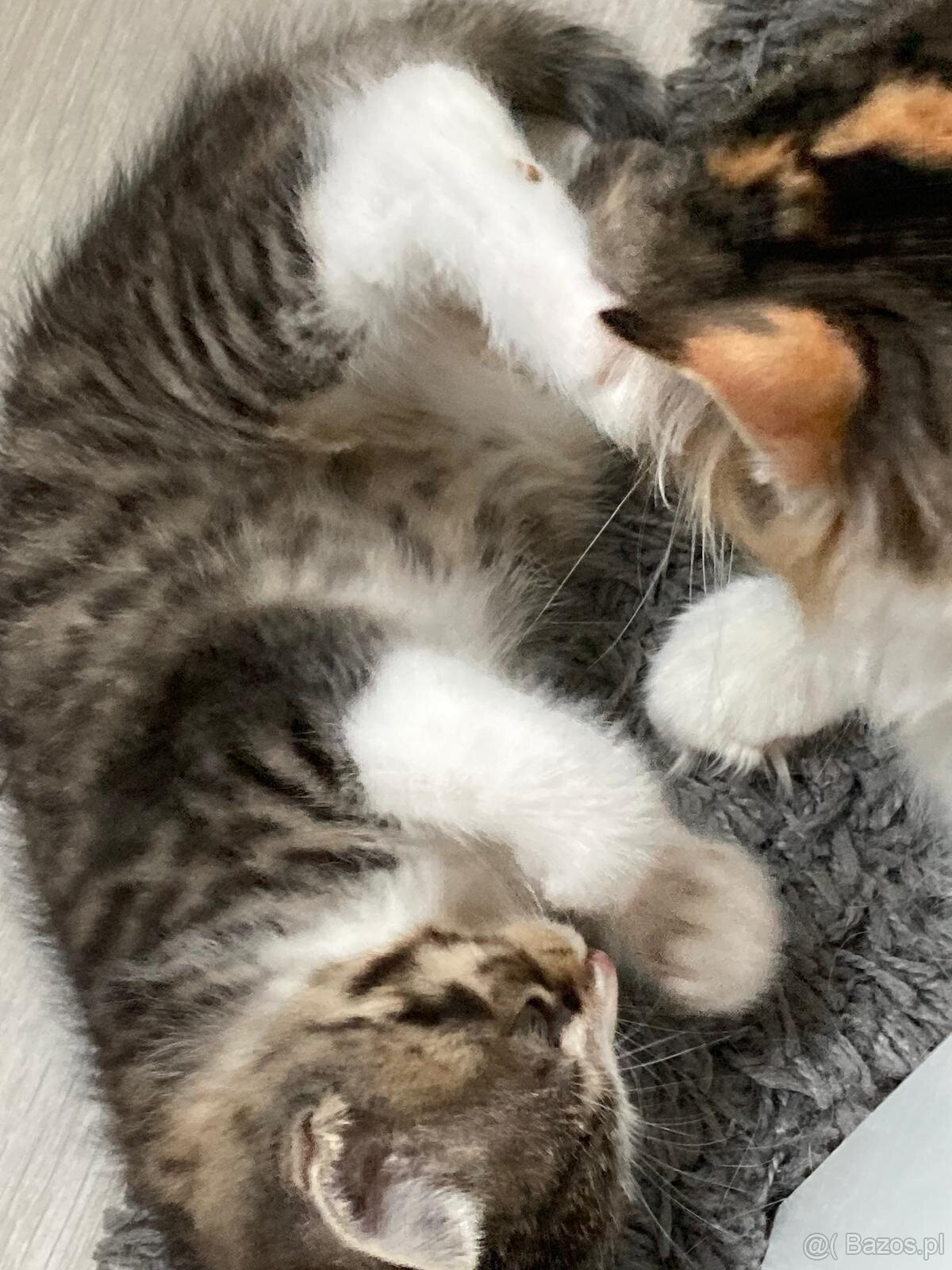 Kot syberyjski (koty - kocięta) - 3