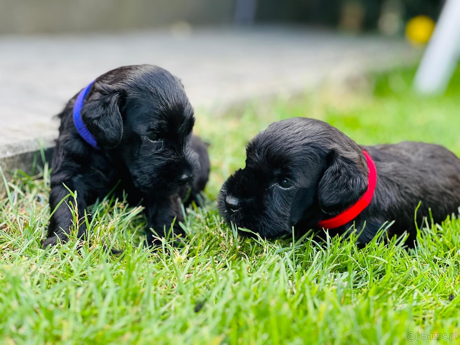 Sznaucer miniaturowy - 3